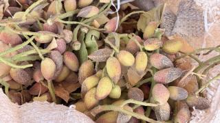 Siirt'te fıstık hasadı kuraklık ve yüksek sıcaklıklar nedeniyle erken başladı