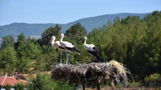 Sinop'taki Cuma Ovası'nda bu yıl leylek göçü gecikti