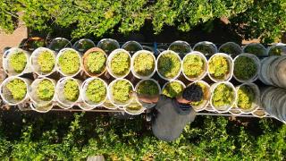 Manisa'da Sultani çekirdeksiz üzümde hasat ve kurutma mesaisi başladı