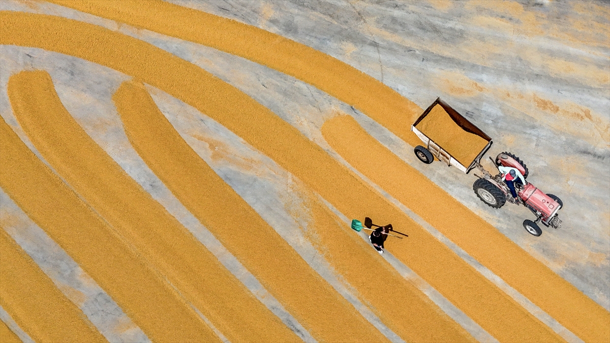 Gaziantep’te buğday, geleneksel yöntemlerle kurutuluyor