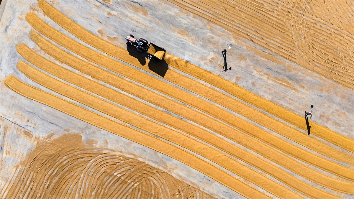 Gaziantep’te buğday, geleneksel yöntemlerle kurutuluyor