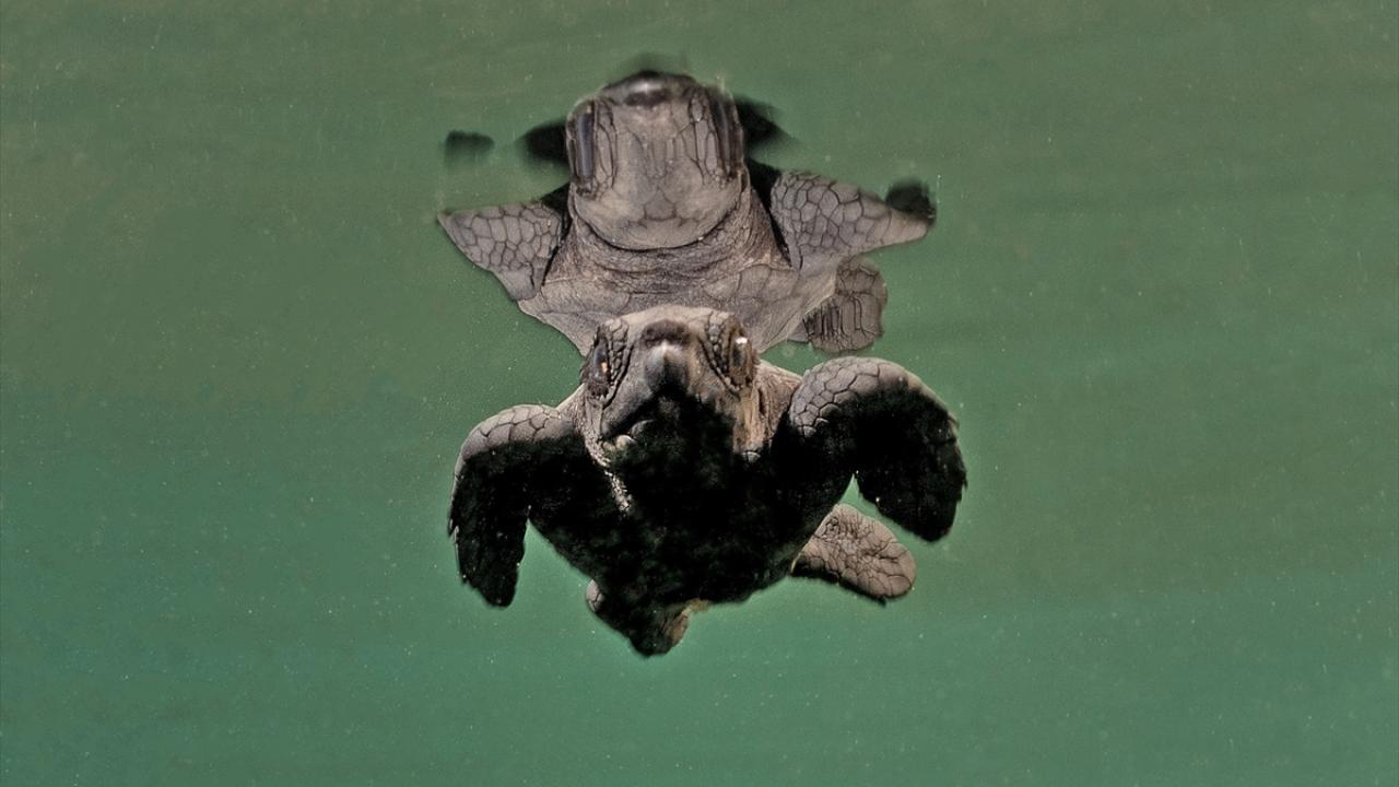 Yavruların sahile bırakılan atıkların üzerinden geçmeye çalışması kamerada