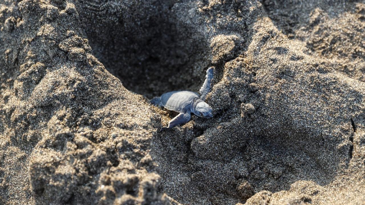 "Yuvanın içerisinden ayakkabı çıktı"