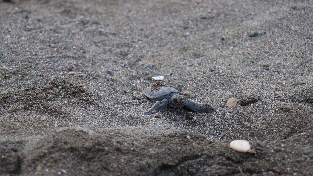 "İztuzu Plajı`nda bugüne kadar yaklaşık 760 caretta caretta yuvası gerçekleşti"