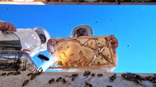 Bal peteğine harf ve desen işlediler