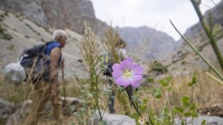 Bitkiler için Anadolu'yu gezen akademisyen, Tunceli'de 5 yeni türü literatüre kazandırdı