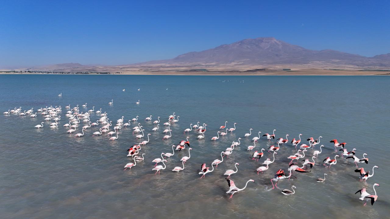 Arin Gölü'nde flamingoların Süphan Dağı eşliğinde büyüleyen dansı
