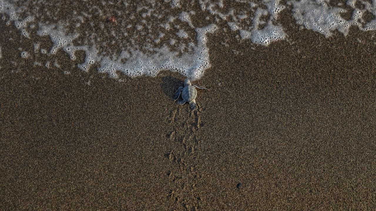 Antalya'da caretta caretta yavruları denizle buluştu