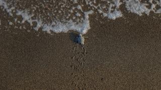 Mersin'de kaplumbağaların yumurta bıraktığı kumsalda yavru çıkışları sürüyor