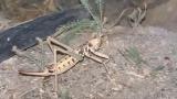 Elazığ'da dev etçil çekirge görüntülendi