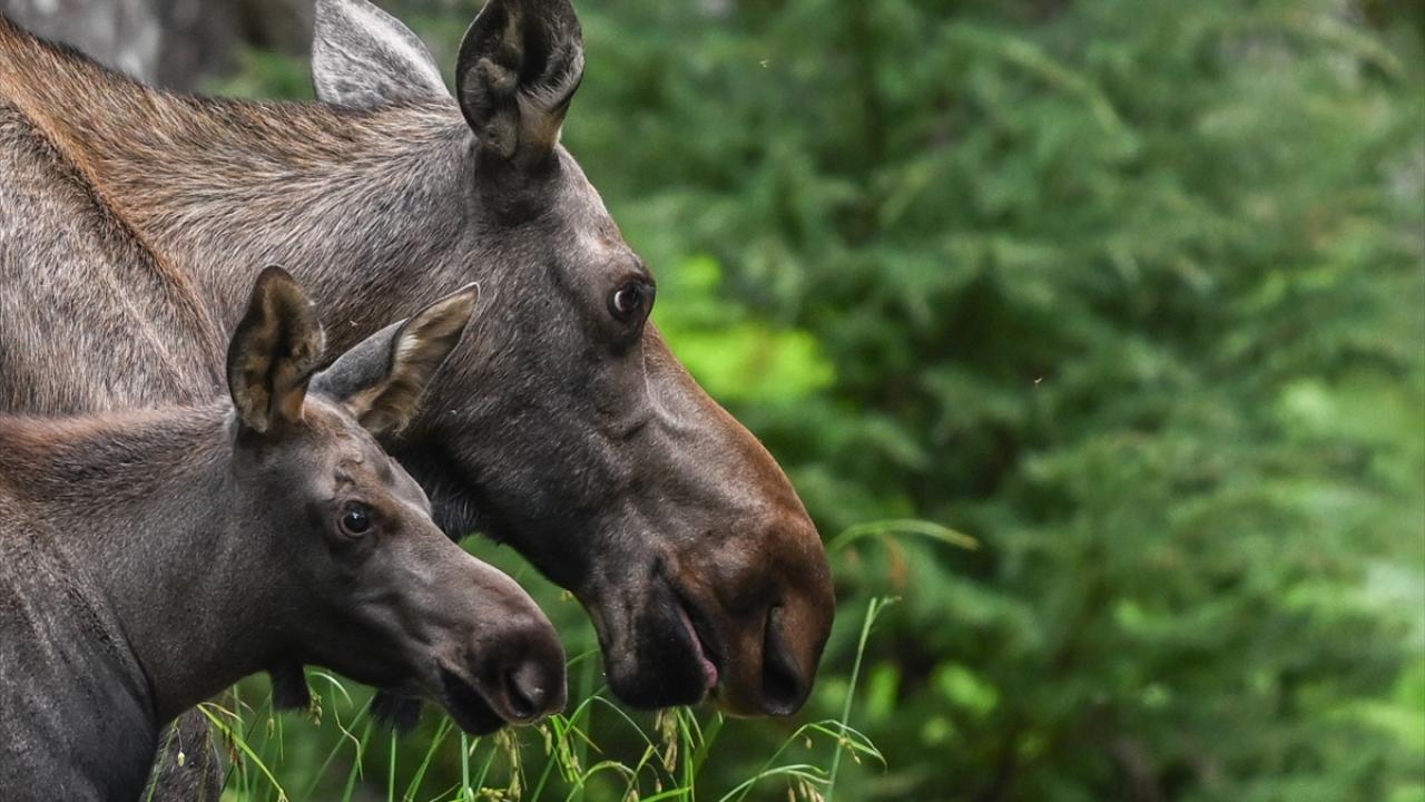Alaska’nın Girdwood bölgesindeki Kanada geyikleri görüntülendi