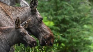 Alaska’nın Girdwood bölgesindeki Kanada geyikleri görüntülendi