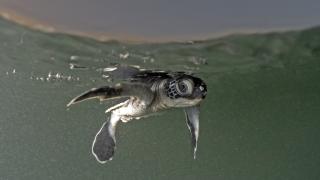 Belek sahillerinde kaplumbağa yavruları denizle buluştu