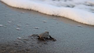 40 bin 285 yavru kaplumbağa denize kavuştu