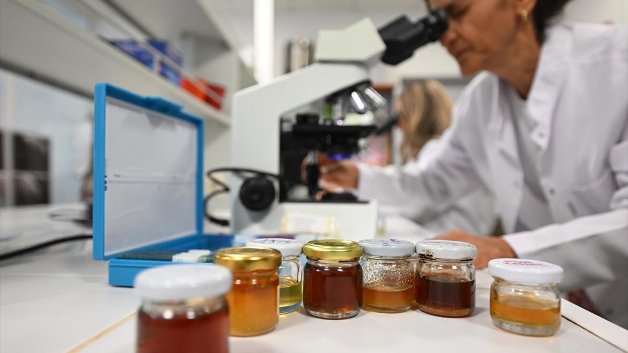 İklim değişikliği kestane balının içeriğini etkiledi