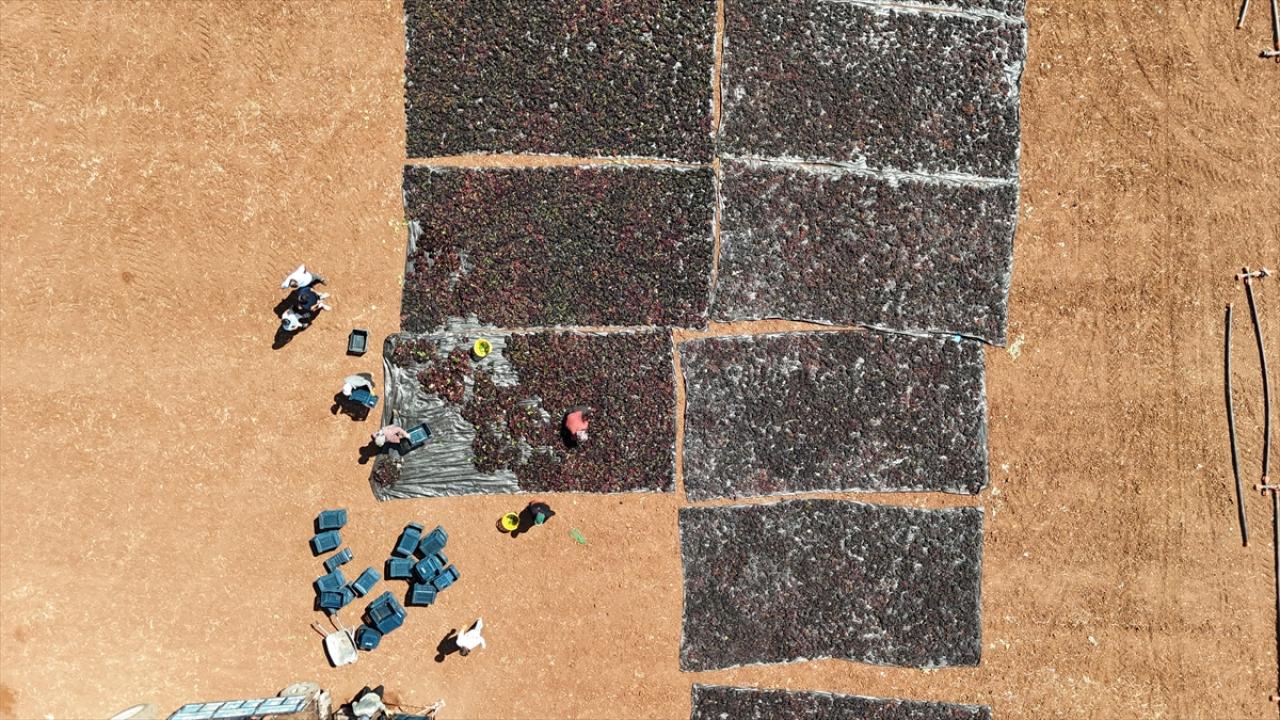 "Kilis horoz karası" üzümünde hasat başladı