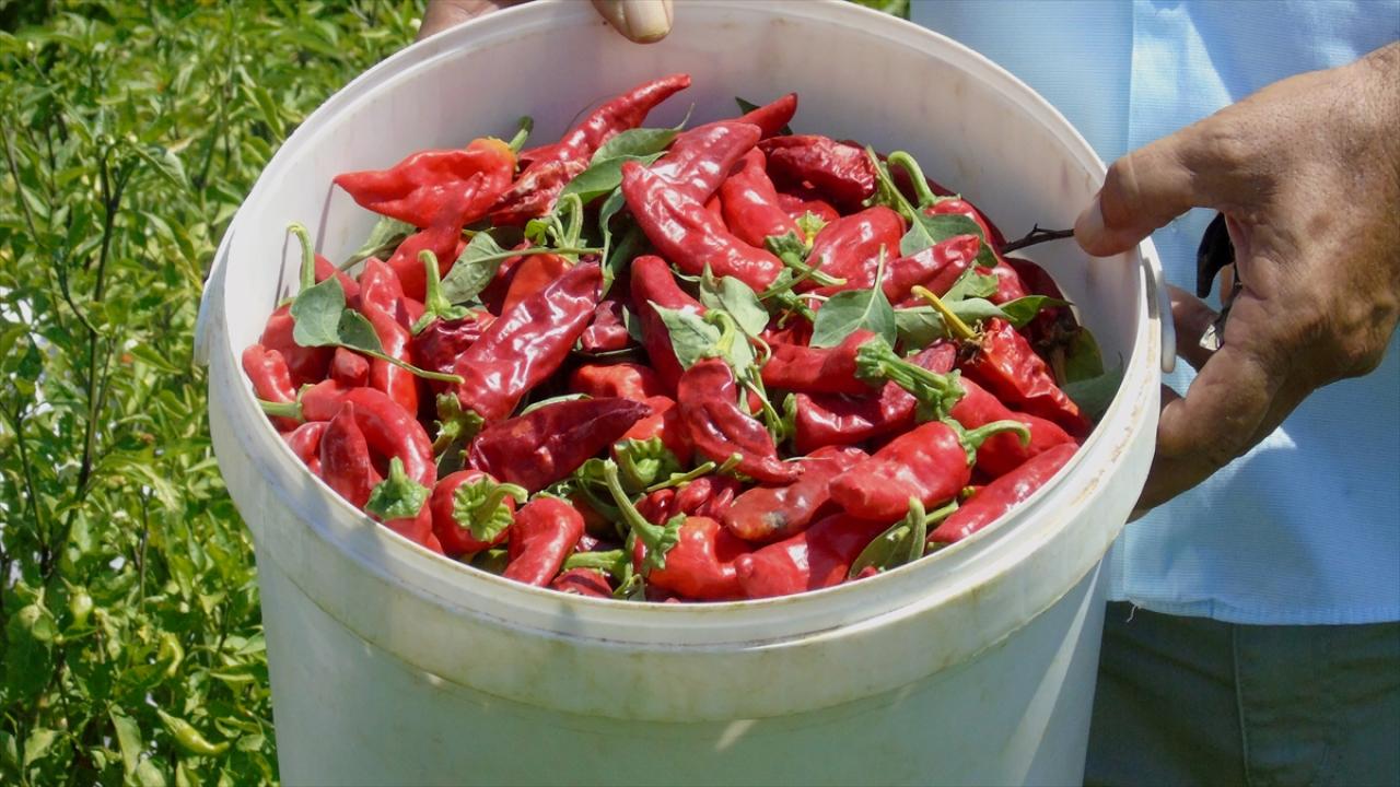 Gaziantep'te sofralık kırmızı biber hasadı başladı