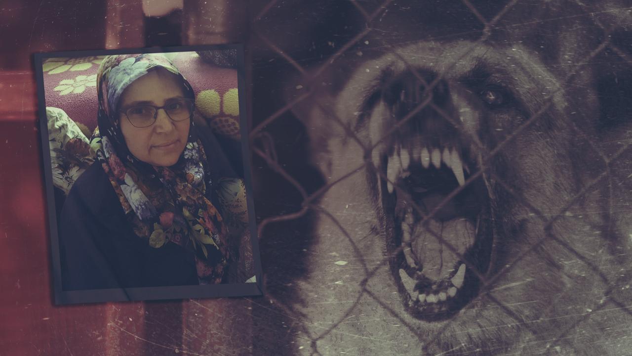 Başıboş köpeklerden kaçarken otomobilin altında can verdi