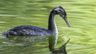 Mavi Göl'deki doğal yaşam ziyaretçileri kendine çekiyor