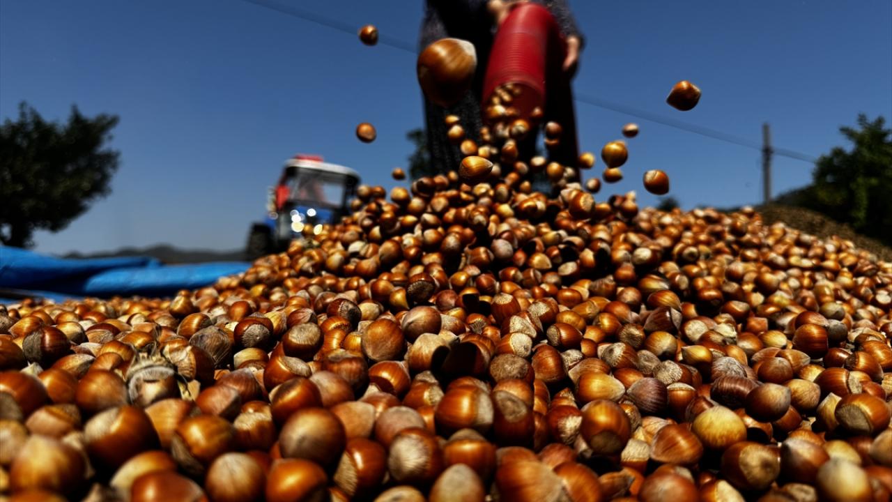 Patozcu baba kız, fındık hasadı döneminde yoğun mesaide