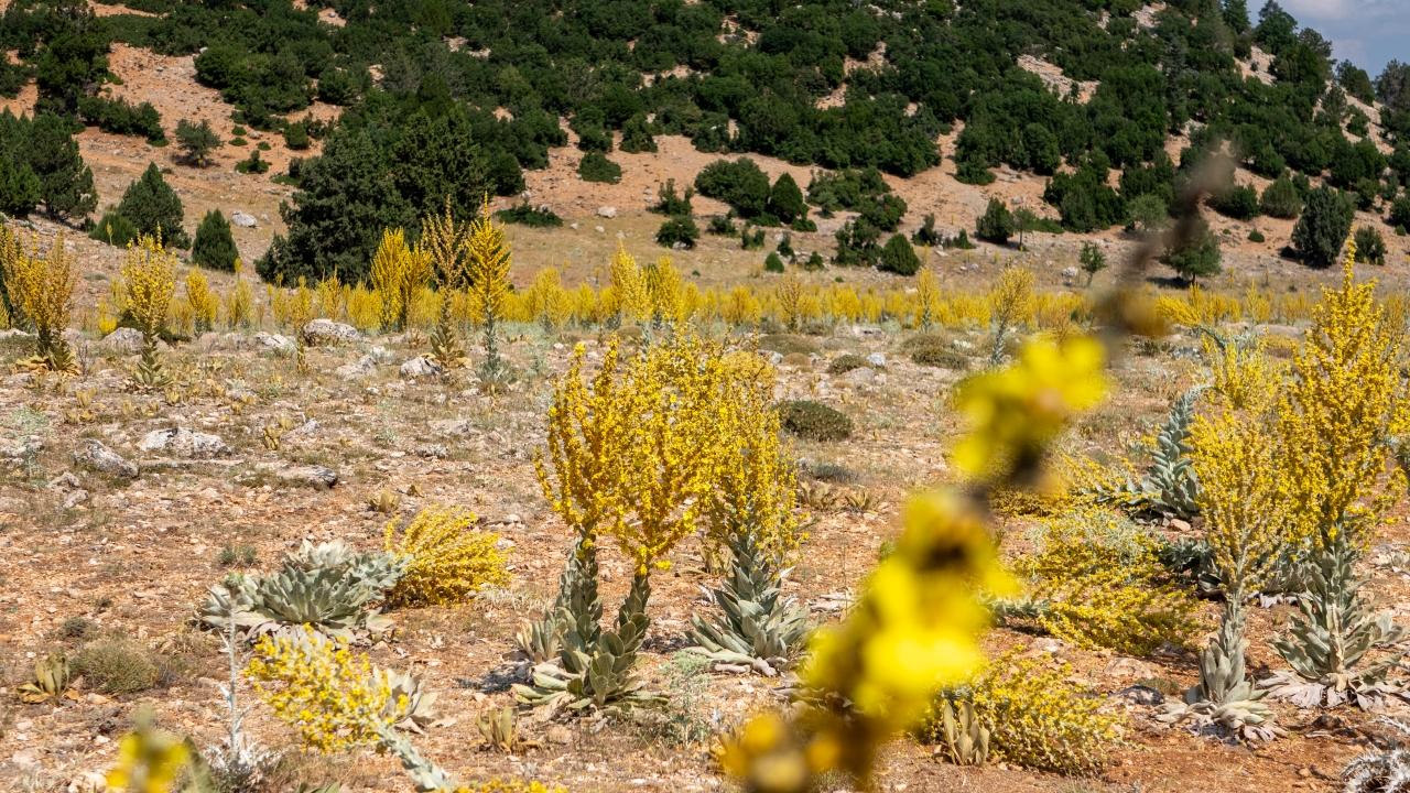 Yaz sıcaklarının şifalı bitkisi sığır kuyruğu doğayı süslüyor