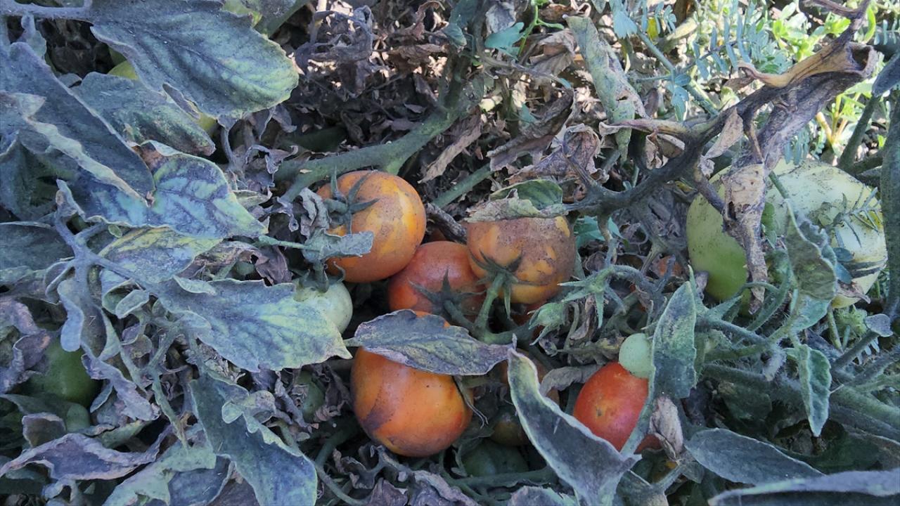 Suluova'da mahalleliden "kömür tozu" tepkisi