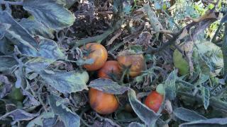 Suluova'da mahalleliden "kömür tozu" tepkisi