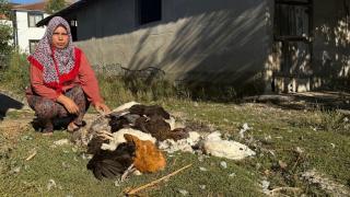 Kadın girişimcinin 40 tavuğu bir gecede telef oldu