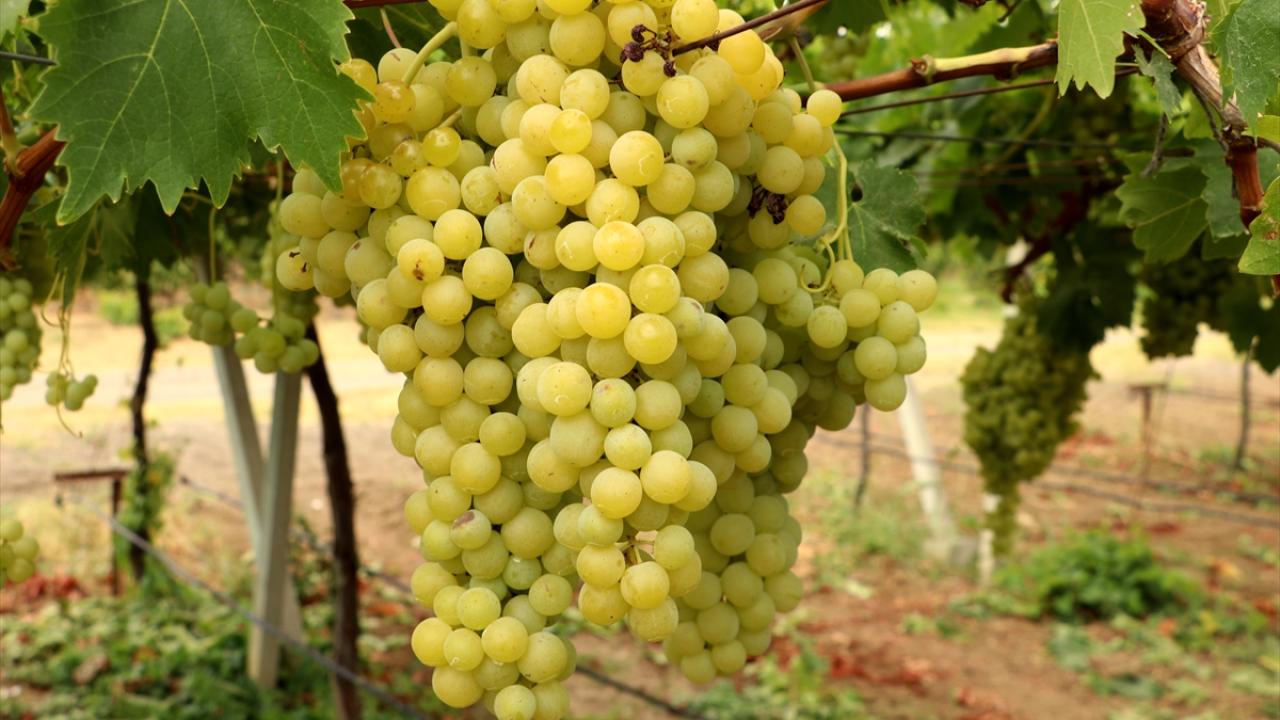 Tekirdağ'da tescilli "Süleymanpaşa beyazı" üzümünde hasat başladı