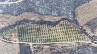 Çanakkale'deki orman yangınında ceviz bahçesi alevlerden etkilenmedi