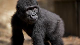 Goril yavrusu "Zeytin" Nijerya'ya gitmek için hazırlanıyor