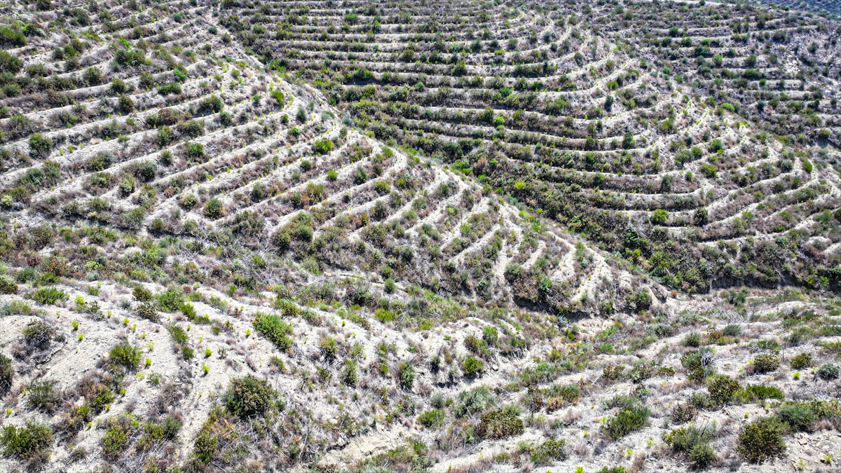 "Ağaçlandırma çalışmalarımız hızla devam etmektedir"