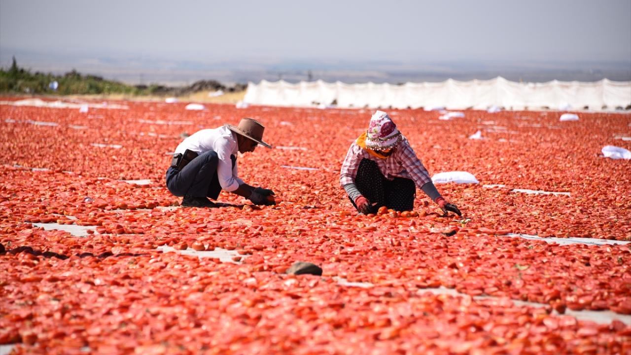 Sıcaklık lezzeti olumlu, verimi olumsuz etkiliyor