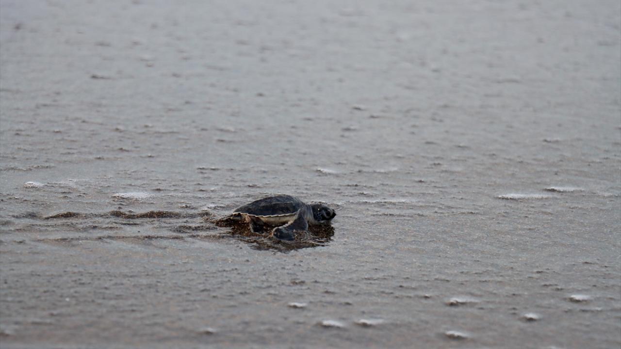 Yavru çıkışları eylülün ortasına kadar sürecek