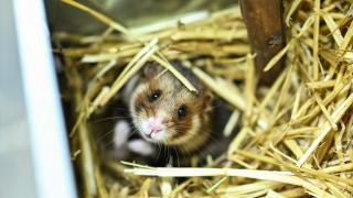 Nesli tehlike altında olan Avrupa Hamsteri yavruları dünyaya geldi