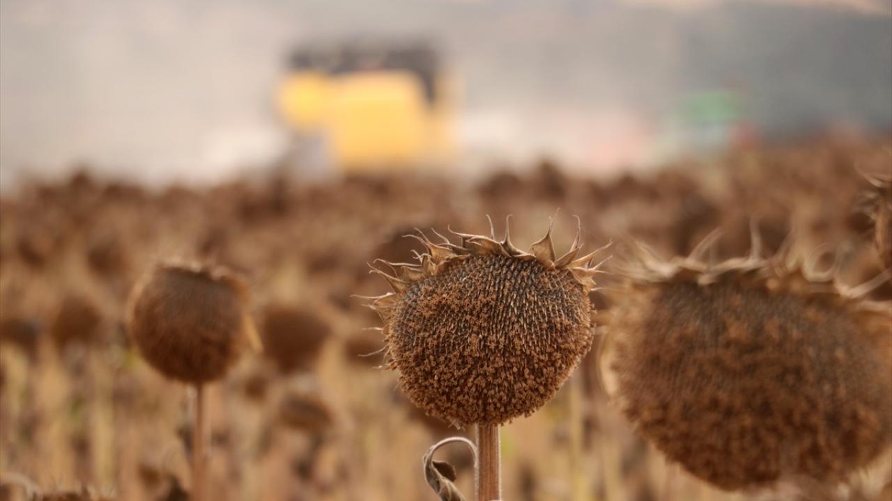 Anıza ekim yöntemi, verim artışıyla ayçiçeği üreticisini sevindirdi