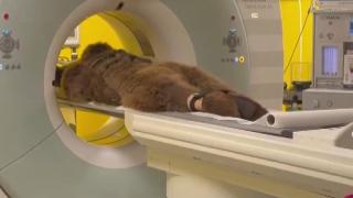 Fazla yediği meyveden midesini üşüttü: 'Okan' isimli ayıya işte böyle MR çekildi