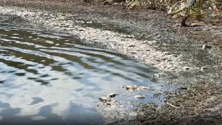 Gölette su çekilmesi balıkları oksijensiz bıraktı