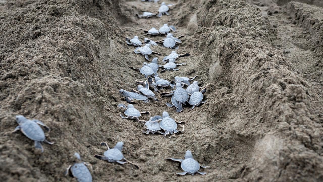 Hatay’da yeşil deniz kaplumbağası yavruları denizle buluşuyor