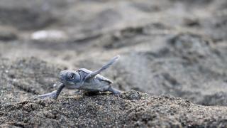 Hatay'da koruma çalışmalarıyla deniz kaplumbağalarının yuva sayısı artıyor