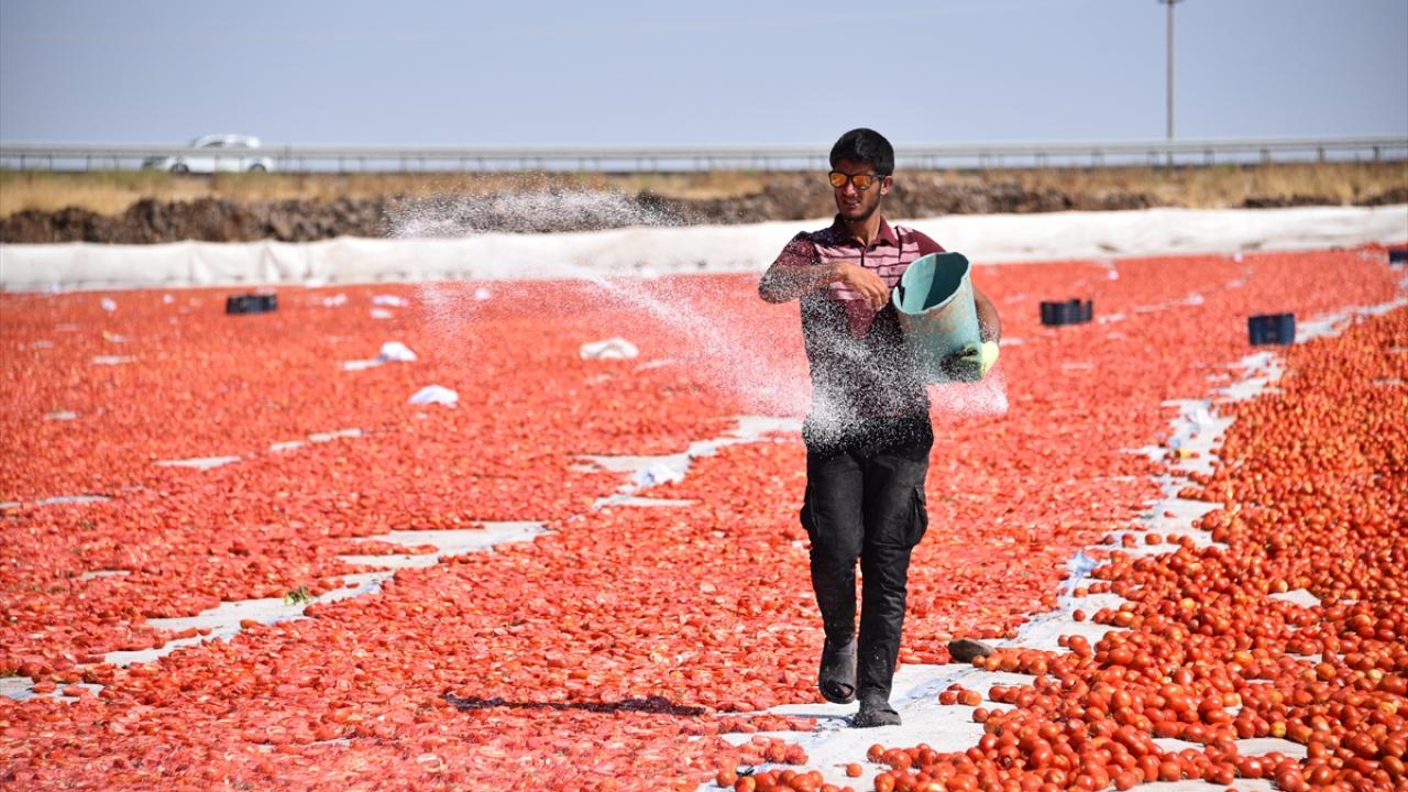 Şanlıurfa'da kuraklık ve aşırı sıcak domates üretimini düşürdü