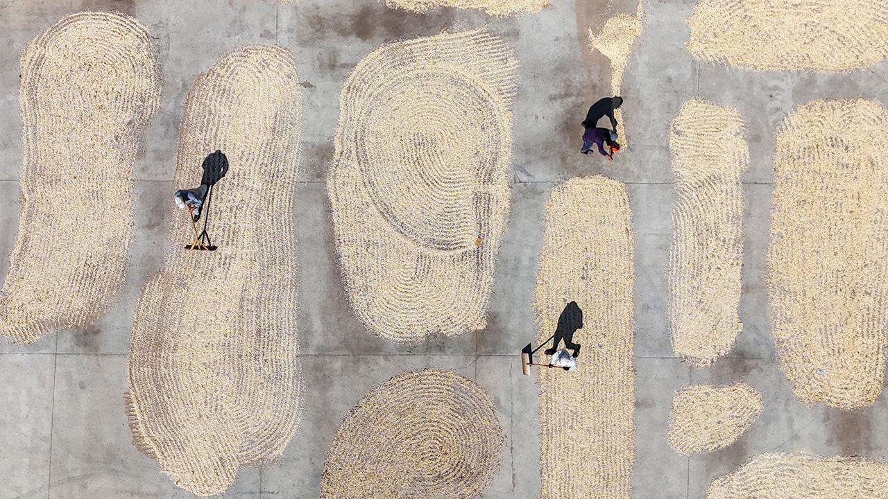 Gaziantep’te fıstık kurutma mesaisi