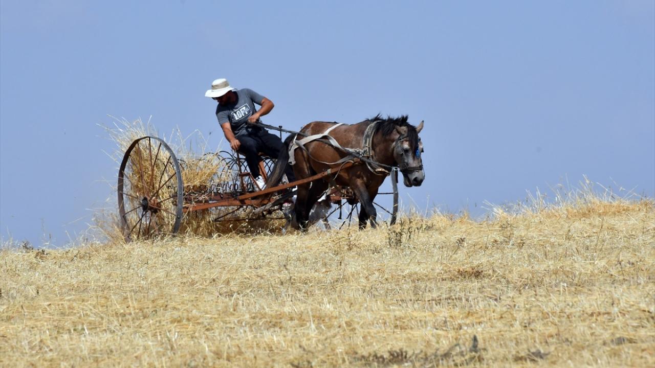 Kars'ta çiftçiler tarlalarındaki son buğdayları hasat ediyor