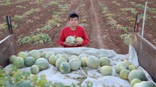 Batman'da kavun hasadı sürüyor