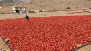 Kilis'te kırmızı biber hasadı başladı