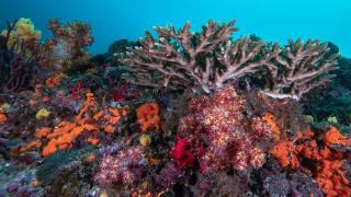 Musandam Yarımadası'nın mercan bahçeleri