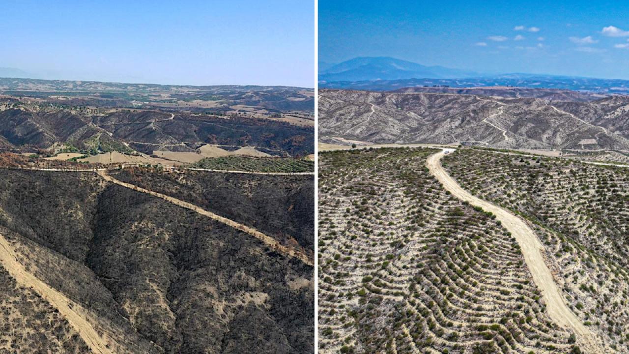 Adana'da 4 yıl önce yanan ormanlık alanlar dikilen fidanlarla yeniden yeşeriyor