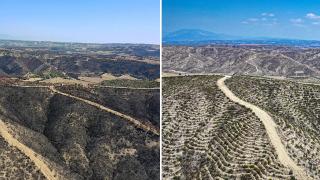 Adana'da 4 yıl önce yanan ormanlık alanlar dikilen fidanlarla yeniden yeşeriyor