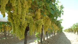 Bağdan dünyaya uzanan üzümün serüveni