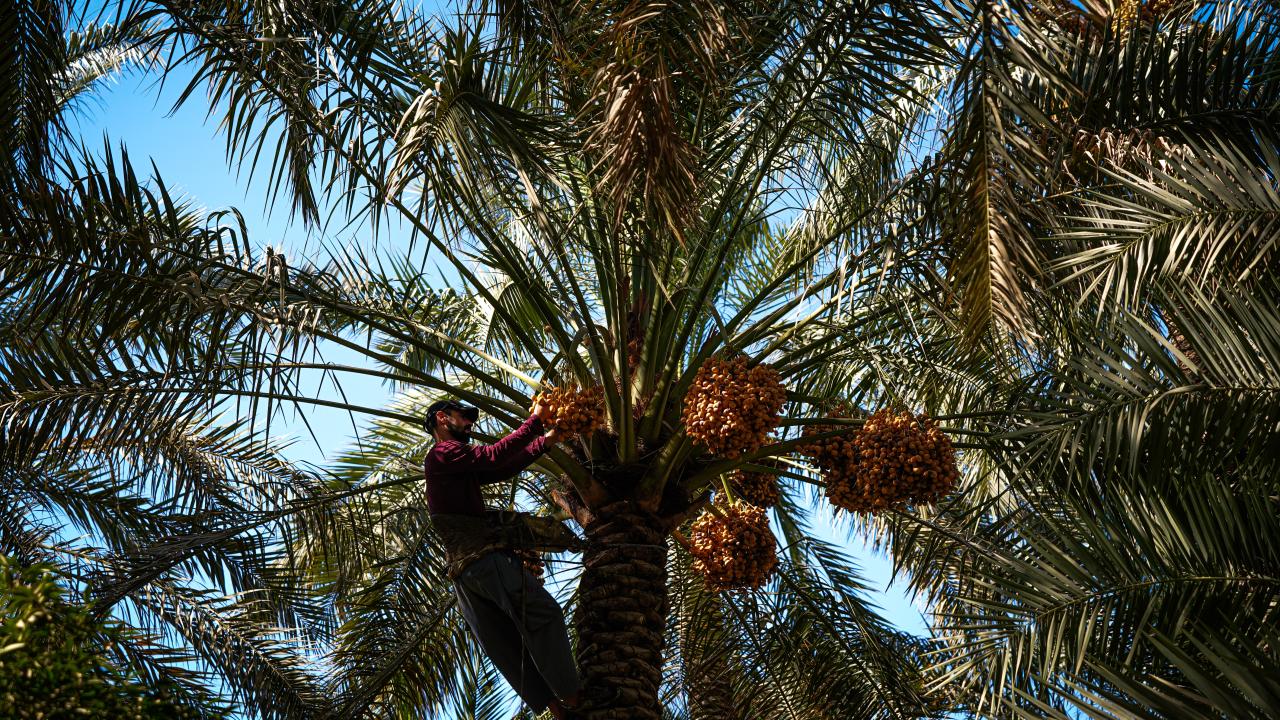 "Türk hacı adayları `Makkavi` hurmasını seviyordu"